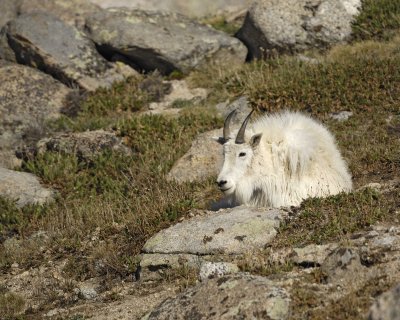 Goat, Mountain-062410-Summit Lake, Mt Evans, CO-#0494.jpg