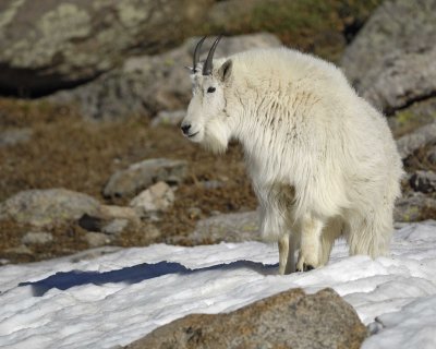 Goat, Mountain-062410-Summit Lake, Mt Evans, CO-#0497.jpg