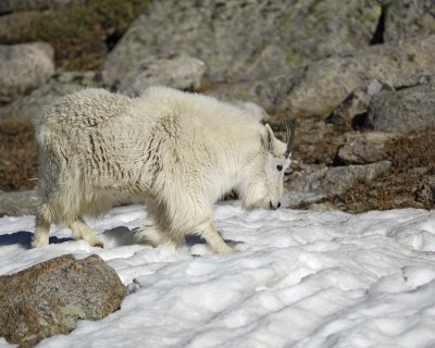 Goat, Mountain-062410-Summit Lake, Mt Evans, CO-#0501.jpg