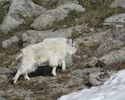 Goat, Mountain-062410-Summit Lake, Mt Evans, CO-#0530.jpg