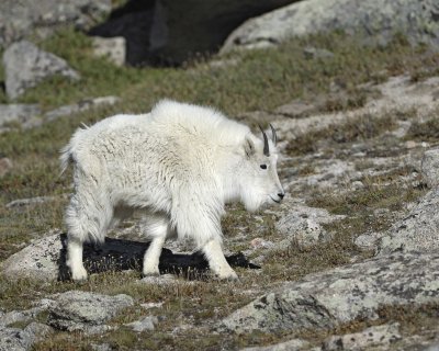 Goat, Mountain-062410-Summit Lake, Mt Evans, CO-#0534.jpg