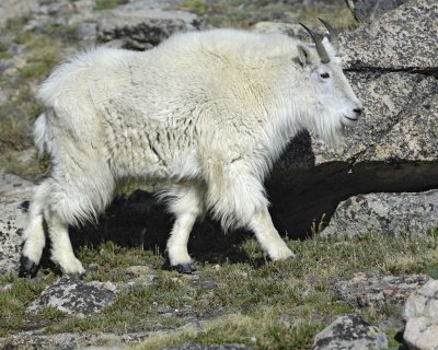Goat, Mountain-062410-Summit Lake, Mt Evans, CO-#0549.jpg