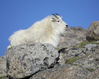 Goat, Mountain-062410-Summit Lake, Mt Evans, CO-#0557.jpg