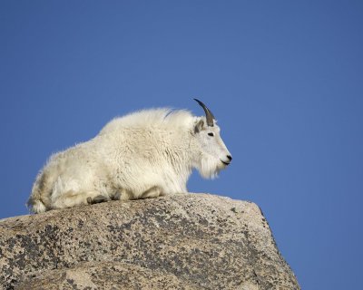 Goat, Mountain-062410-Summit Lake, Mt Evans, CO-#0655.jpg