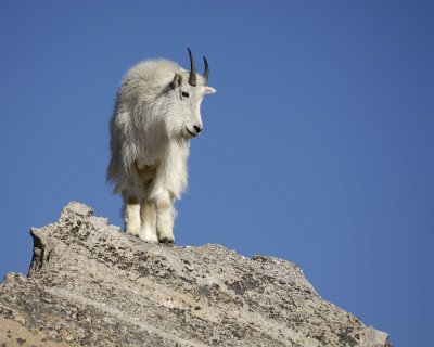 Goat, Mountain-062410-Summit Lake, Mt Evans, CO-#0784.jpg