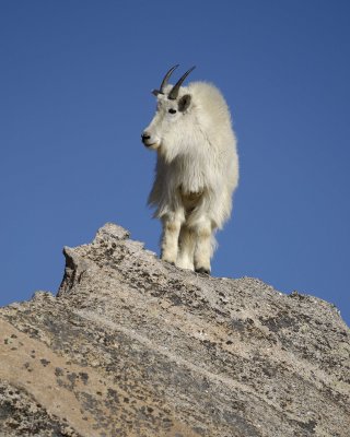 Goat, Mountain-062410-Summit Lake, Mt Evans, CO-#0789.jpg