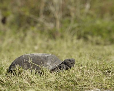 Tortoise, Gopher-101910-Canaveral Natl Seashore, Merritt Island, NWR-#0179.jpg
