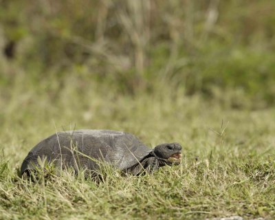 Tortoise, Gopher-101910-Canaveral Natl Seashore, Merritt Island, NWR-#0181.jpg