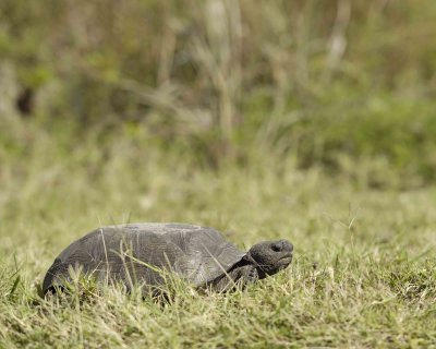 Tortoise, Gopher-101910-Canaveral Natl Seashore, Merritt Island, NWR-#0188.jpg