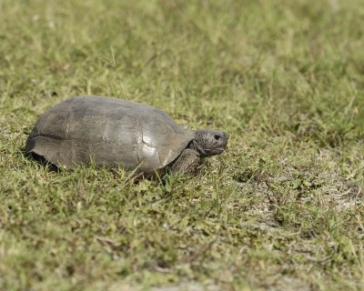 Tortoise, Gopher-101910-Canaveral Natl Seashore, Merritt Island, NWR-#0201.jpg