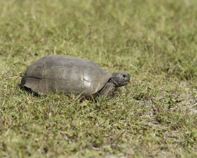 Tortoise, Gopher-101910-Canaveral Natl Seashore, Merritt Island, NWR-#0209.jpg