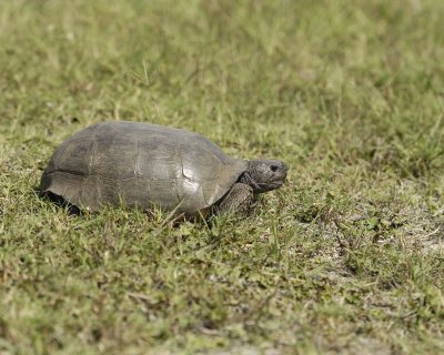 Tortoise, Gopher-101910-Canaveral Natl Seashore, Merritt Island, NWR-#0210.jpg