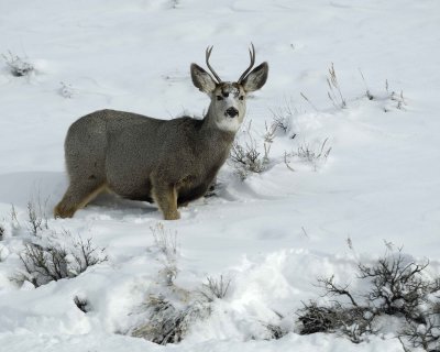 Deer, Mule, Buck-010111-Spring Gulch Road, Jackson, WY-#0344.jpg