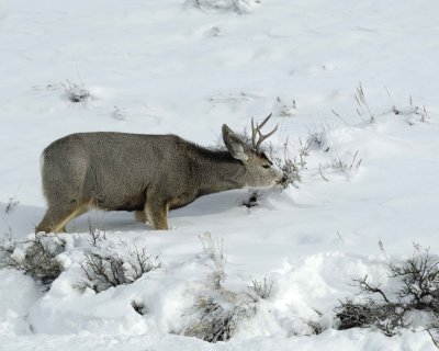 Deer, Mule, Buck, eating-010111-Spring Gulch Road, Jackson, WY-#0298.jpg