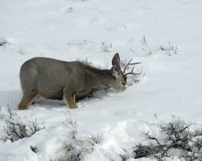 Deer, Mule, Buck, eating-010111-Spring Gulch Road, Jackson, WY-#0357.jpg