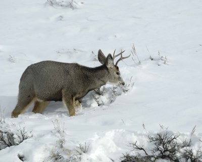Deer, Mule, Buck, eating-010111-Spring Gulch Road, Jackson, WY-#0361.jpg