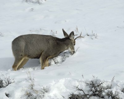 Deer, Mule, Buck, eating-010111-Spring Gulch Road, Jackson, WY-#0366.jpg
