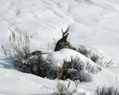 Deer, Mule, Buck, laying down-010111-Spring Gulch Road, Jackson, WY-#0521.jpg