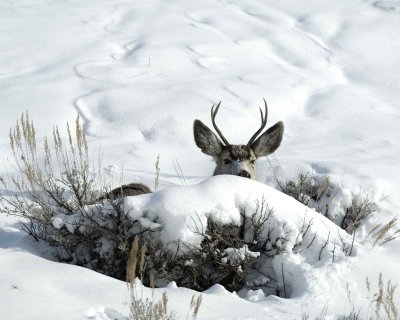Deer, Mule, Buck, laying down-010111-Spring Gulch Road, Jackson, WY-#0533.jpg