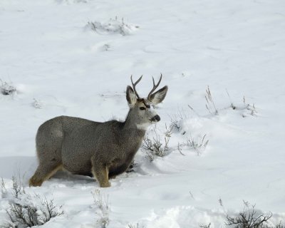 Deer, Mule, Buck-010111-Spring Gulch Road, Jackson, WY-#0347.jpg