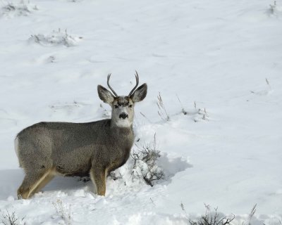 Deer, Mule, Buck-010111-Spring Gulch Road, Jackson, WY-#0412.jpg