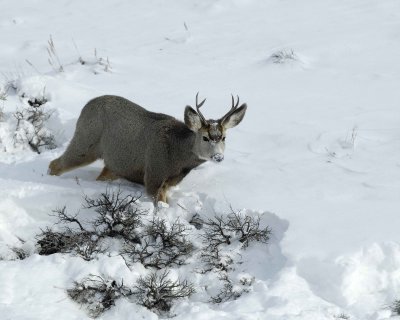 Deer, Mule, Buck-010111-Spring Gulch Road, Jackson, WY-#0494.jpg