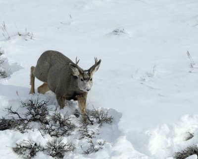 Deer, Mule, Buck-010111-Spring Gulch Road, Jackson, WY-#0495.jpg
