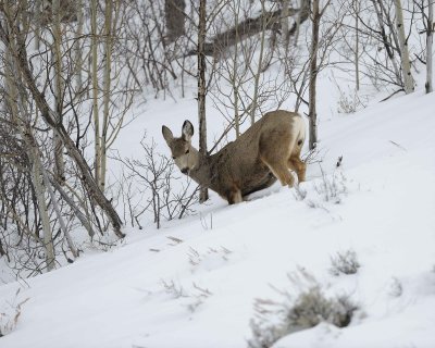 Deer, Mule, Doe, eating-122810-Spring Gulch Road, Jackson, WY-#1324.jpg