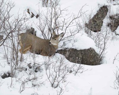 Deer, Mule, Doe, eating-122810-Spring Gulch Road, Jackson, WY-#1347.jpg