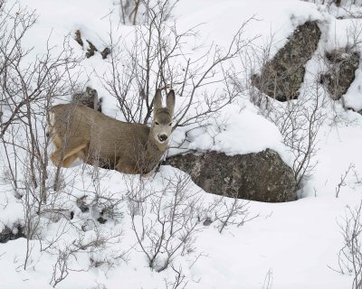 Deer, Mule, Doe, eating-122810-Spring Gulch Road, Jackson, WY-#1355.jpg