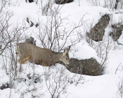 Deer, Mule, Doe, eating-122810-Spring Gulch Road, Jackson, WY-#1384.jpg