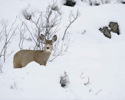 Deer, Mule, Doe-122810-Spring Gulch Road, Jackson, WY-#1134.jpg