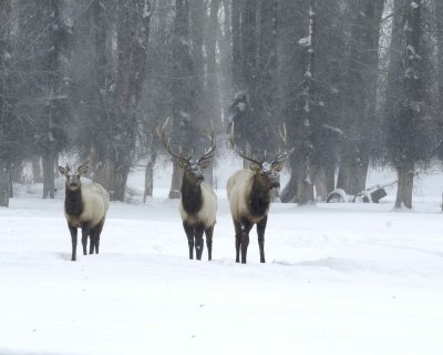 Elk, Bull, 3, snowing-010111-Spring Gulch Road, Jackson, WY-#0039.jpg