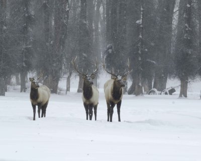 Elk, Bull, 3, snowing-010111-Spring Gulch Road, Jackson, WY-#0044.jpg