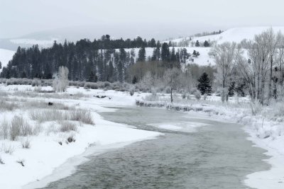 Moose, Bull,  Hoar Frost-010211-Gros Ventre River, Grand Teton NP, WY-#0444.jpg