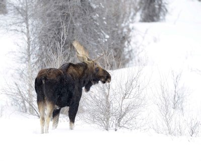 Moose, Bull, Single Antler, snowing-123010-Gros Ventre Junction, Grand Teton NP, WY-#0041.jpg