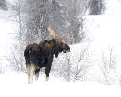 Moose, Bull, Single Antler, snowing-123010-Gros Ventre Junction, Grand Teton NP, WY-#0042.jpg