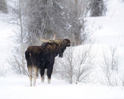 Moose, Bull, Single Antler, snowing-123010-Gros Ventre Junction, Grand Teton NP, WY-#0049.jpg