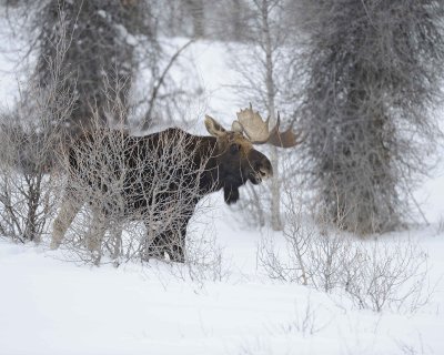 Moose, Bull, Single Antler, snowing-123010-Gros Ventre Junction, Grand Teton NP, WY-#0054.jpg
