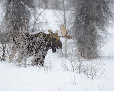 Moose, Bull, Single Antler, snowing-123010-Gros Ventre Junction, Grand Teton NP, WY-#0064.jpg