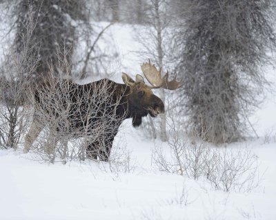 Moose, Bull, Single Antler, snowing-123010-Gros Ventre Junction, Grand Teton NP, WY-#0072.jpg