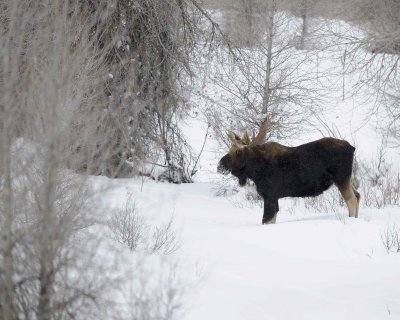 Moose, Bull, Single Antler, snowing-123010-Gros Ventre Junction, Grand Teton NP, WY-#0175.jpg