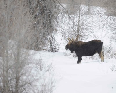 Moose, Bull, Single Antler, snowing-123010-Gros Ventre Junction, Grand Teton NP, WY-#0179.jpg