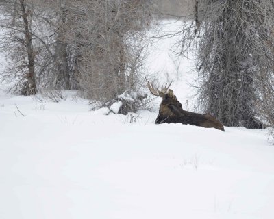 Moose, Bull, Single Antler, snowing-123010-Gros Ventre Junction, Grand Teton NP, WY-#0322.jpg