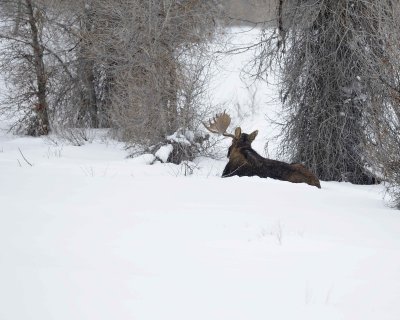 Moose, Bull, Single Antler, snowing-123010-Gros Ventre Junction, Grand Teton NP, WY-#0333.jpg