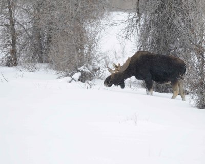 Moose, Bull, Single Antler,snowing-123010-Gros Ventre Junction, Grand Teton NP, WY-#0292.jpg