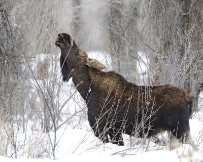 Moose, Bull, lost antlers, eating twigs-122810-Spring Gulch Road, Jackson, WY-#1008.jpg