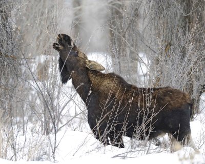 Moose, Bull, lost antlers, eating twigs-122810-Spring Gulch Road, Jackson, WY-#1009.jpg