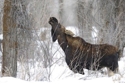 Moose, Bull, lost antlers, eating twigs-122810-Spring Gulch Road, Jackson, WY-#1013.jpg