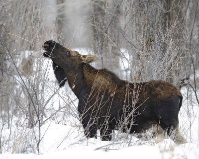 Moose, Bull, lost antlers, eating twigs-122810-Spring Gulch Road, Jackson, WY-#1017.jpg